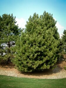 Сосна Чёрная (Pinus Nigra) купить по цене от 270.00р. в интернет-магазине «Посадика» с доставкой почтой в в Буинске и по всей России – [изображение №1].