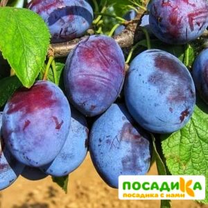 Слива Чачакская ранняя купить по цене от 229.00р. в интернет-магазине «Посадика» с доставкой почтой в в Буинске и по всей России – [изображение №1].