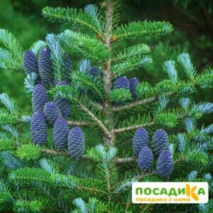 Пихта корейская (Abies koreana) купить по цене от 450.00р. в интернет-магазине «Посадика» с доставкой почтой в в Буинске и по всей России – [изображение №1].