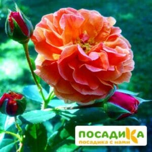 Роза Арабия купить по цене от 350.00р. в интернет-магазине «Посадика» с доставкой почтой в в Буинске и по всей России – [изображение №1].