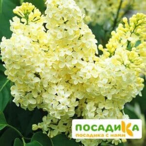 Сирень Примроуз (Primrose) купить по цене от 529.00р. в интернет-магазине «Посадика» с доставкой почтой в в Буинске и по всей России – [изображение №1].