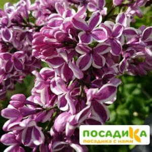 Сирень Сенсация купить по цене от 529.00р. в интернет-магазине «Посадика» с доставкой почтой в в Буинске и по всей России – [изображение №1].