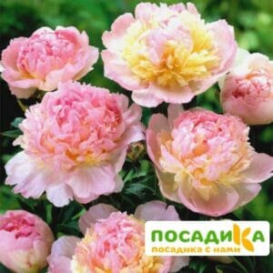 Пион Распберри Сандей (Paeonia Raspberry Sundae) купить по цене от 959р. в интернет-магазине «Посадика» с доставкой почтой в в Буинске и по всей России – [изображение №1].