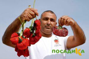 Клубника Гигант Джорнея купить по цене от 266р. в интернет-магазине «Посадика» с доставкой почтой в в Буинске и по всей России – [изображение №1].