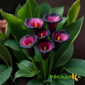 Калла Аура Лейс купить по цене от 400р. в интернет-магазине «Посадика» с доставкой почтой в в Буинске и по всей России – [изображение №1].