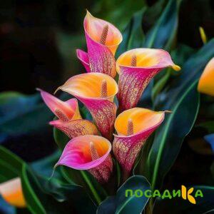 Калла Оникс купить по цене от 450р. в интернет-магазине «Посадика» с доставкой почтой в в Буинске и по всей России – [изображение №1].