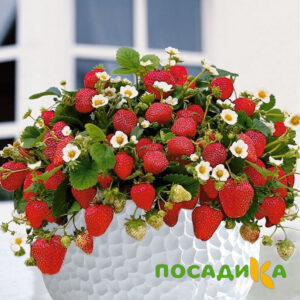 Клубника Рубиновый Шепот (горшечная) купить по цене от 240р. в интернет-магазине «Посадика» с доставкой почтой в в Буинске и по всей России – [изображение №1].