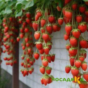Клубника вьющаяся Комплимент купить по цене от 470р. в интернет-магазине «Посадика» с доставкой почтой в в Буинске и по всей России – [изображение №1].