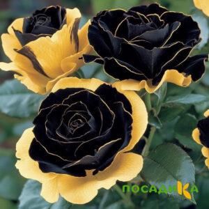 Роза Ханни Сикл купить по цене от 700р. в интернет-магазине «Посадика» с доставкой почтой в в Буинске и по всей России – [изображение №1].