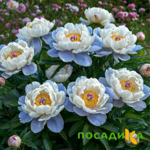 Пион акварельный Этюд купить по цене от 806р. в интернет-магазине «Посадика» с доставкой почтой в в Буинске и по всей России – [изображение №1].
