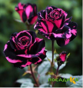 Роза Багровый Шепот купить по цене от 366р. в интернет-магазине «Посадика» с доставкой почтой в в Буинске и по всей России – [изображение №1].