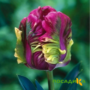Тюльпан Экзотик Хэвен купить по цене от 186р. в интернет-магазине «Посадика» с доставкой почтой в в Буинске и по всей России – [изображение №1].