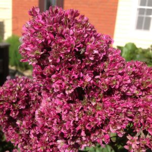 Флокс Филингс купить по цене от 329р. в интернет-магазине «Посадика» с доставкой почтой в в Буинске и по всей России – [изображение №1].