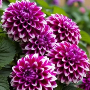 Георгин Кристал Корт купить по цене от 602р. в интернет-магазине «Посадика» с доставкой почтой в в Буинске и по всей России – [изображение №1].