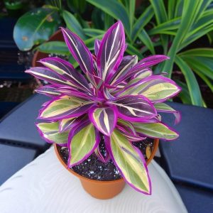 Хоста Сильвер Стик купить по цене от 650р. в интернет-магазине «Посадика» с доставкой почтой в в Буинске и по всей России – [изображение №1].