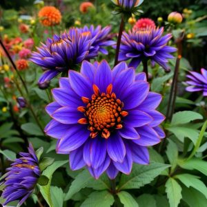 Георгин Лазурит купить по цене от 799р. в интернет-магазине «Посадика» с доставкой почтой в в Буинске и по всей России – [изображение №1].