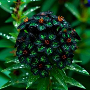 Флокс Ривьера купить по цене от 299р. в интернет-магазине «Посадика» с доставкой почтой в в Буинске и по всей России – [изображение №1].