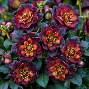 Морозник Сноу Дроп купить по цене от 348р. в интернет-магазине «Посадика» с доставкой почтой в в Буинске и по всей России – [изображение №1].