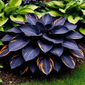 Хоста Умбра купить по цене от 349р. в интернет-магазине «Посадика» с доставкой почтой в в Буинске и по всей России – [изображение №1].