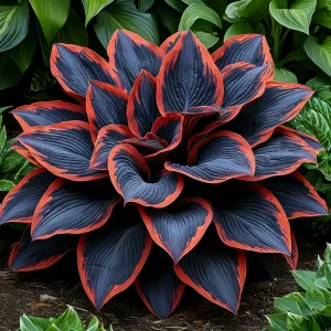 Хоста Солнечный Агат купить по цене от 440р. в интернет-магазине «Посадика» с доставкой почтой в в Буинске и по всей России – [изображение №1].