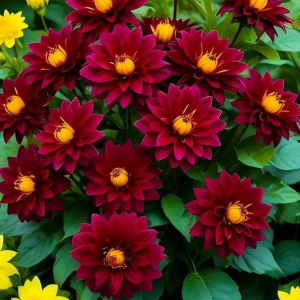 Георгин Вуцапо купить по цене от 327р. в интернет-магазине «Посадика» с доставкой почтой в в Буинске и по всей России – [изображение №1].